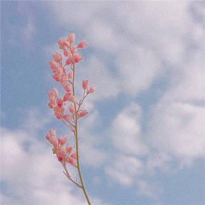 麻花传剧mv在线观看免费最新集数